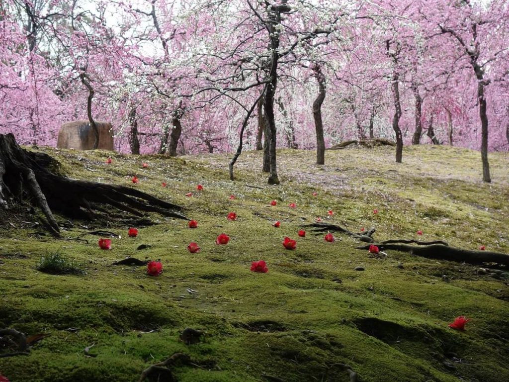 梅と椿で一面春色の城南宮