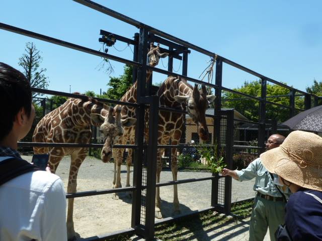 バックヤードでキリンさんがお出迎え
