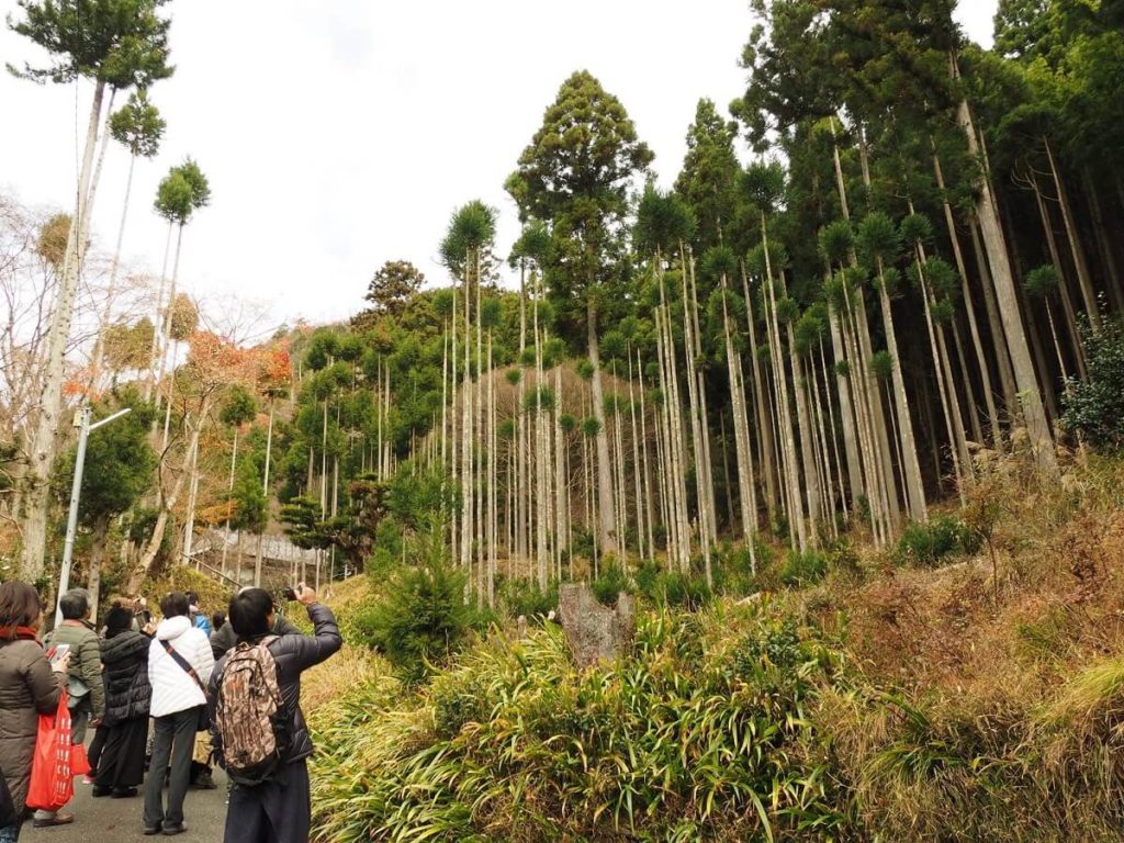 美しき北山杉達にときめく
