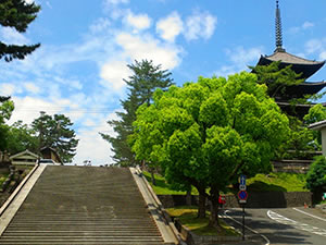 【奈良】タモリさんを案内したガイドと、奈良の高低差凸凹ツアー ～断層！礎石ロマン！商店街を貫く谷！古代遺跡と共存するまち～