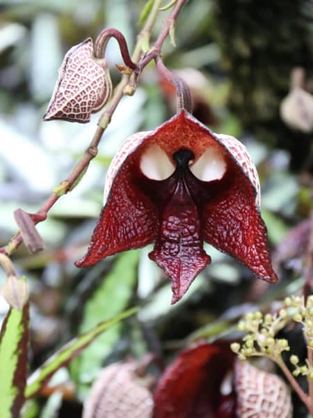【植物園】名誉園長・松谷さんと、日本最大級の大観覧温室を満喫しよう☆ ～温室育ちのダースベイダー！？世界の熱帯植物たちと、可愛い冬芽ウォッチング～