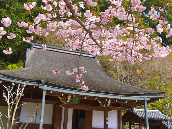 【大原】汀の桜散りしきて、大原の奥にたたずむ寂光院・諸行無常の物語～平家物語の最後を飾る、悲劇の建礼門院が過ごした静寂の花園～