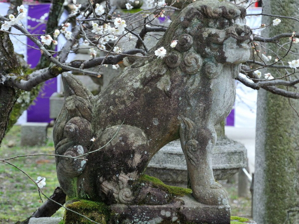 【狛犬入門】京都一、狛犬わんさか☆狛犬研究者と北野天満宮へ～じっくり狛犬ウォッチング！顔やたてがみ、尻尾の先まで～
