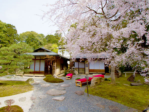 【くろ谷】御用庭師と巡る金戒光明寺、通常非公開の大方丈・庭園・茶室を拝見～枯山水の砂紋引、巨木の剪定を実演、名庭の美を紡ぐ技と心に迫る～