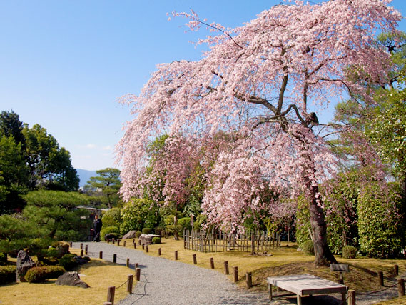 【東山】東山がいちばん華やぐ時、ゆるり美桜さんぽ～桜に染まる円山公園、知恩院友禅苑、誰にも教えたくない穴場の桜～