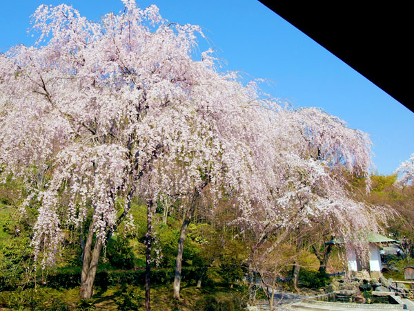 【嵯峨】嵯峨がいちばん華やぐ時、ゆるり名刹・桜めぐり～天龍寺の絶景庭園、常寂光寺、誰にも教えたくない穴場の桜～