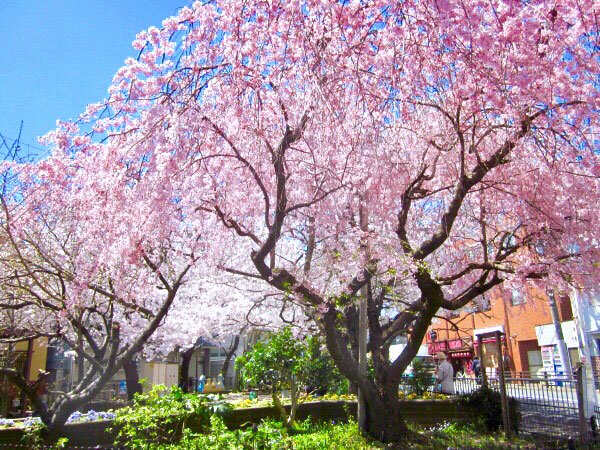 【寺之内】西陣の旦那はんといく、とっておき桜の古刹めぐり～艶やかな桜が華やぐ4ヶ寺から、近衛邸・桜御所跡まで～