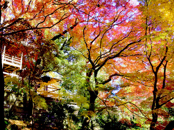 【等々力渓谷】紅葉に染まる都心の秘境、等々力渓谷と九品仏浄真寺へ～森の案内人とめぐる東京唯一の自然渓谷、古墳と神仏と太古の植生～