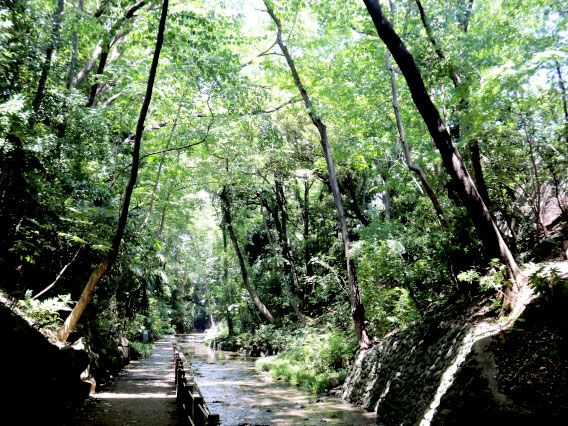 【等々力渓谷】多摩川が作った地形と境界の謎！東京23区唯一の自然渓谷へ～流れ着いた神社、河川争奪、古墳群…遺された人々の足跡を追う～