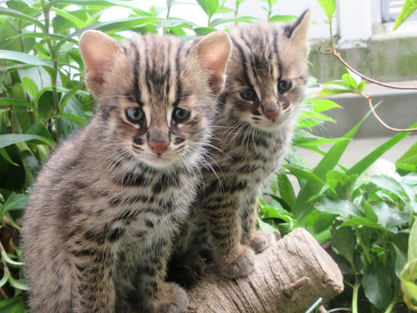【動物園】野生動物を絶滅の危機から救え！獣医・坂本副園長といく京都市動物園～アジアゾウ、グレービーシマウマ、ツシマヤマネコ、イチモンジタナゴまで～