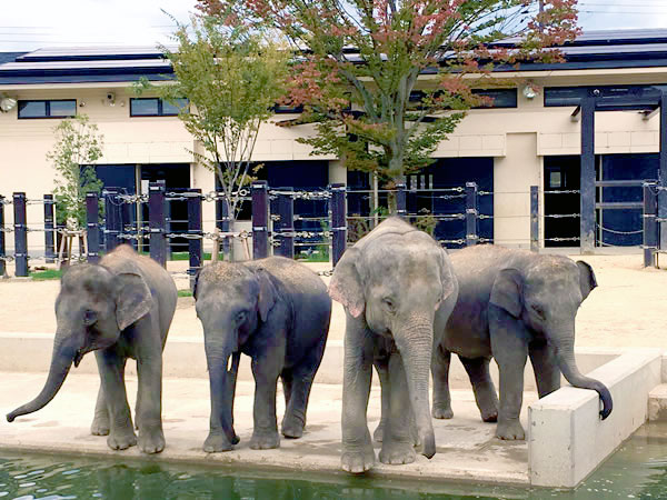 【動物園】大人の動物園探検ツアー☆バックヤード見学付き～子ゾウに興奮！ゴリラに感動！飼育員さんと巡る京都市動物園～