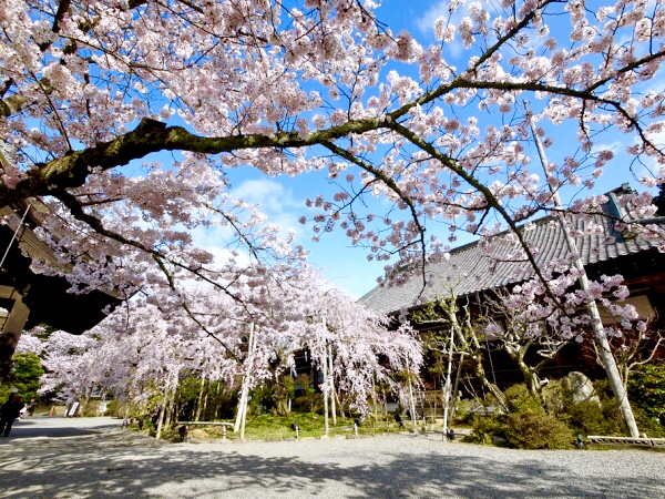 【毘沙門堂】美しき山麓の古刹、樹齢150年の毘沙門しだれ桜に息を呑む～御所より移した宸殿、動く襖絵、池泉庭園、山科の産土神・諸羽神社まで～
