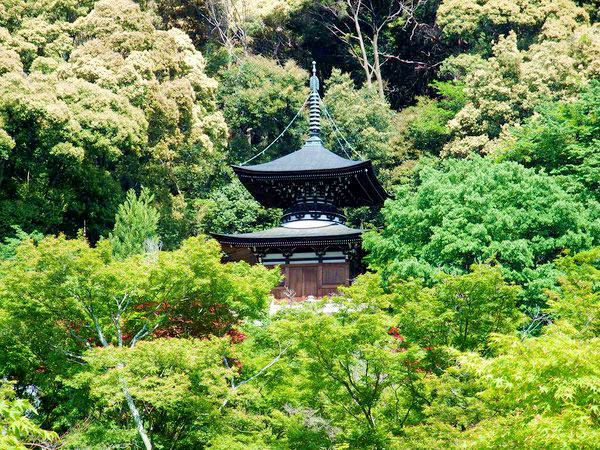 【永観堂】青もみじ輝く初夏の名刹、南禅寺天授庵から永観堂へ～美しき枯山水と池泉庭園、見返り阿弥陀様にそっと手を合わせて～