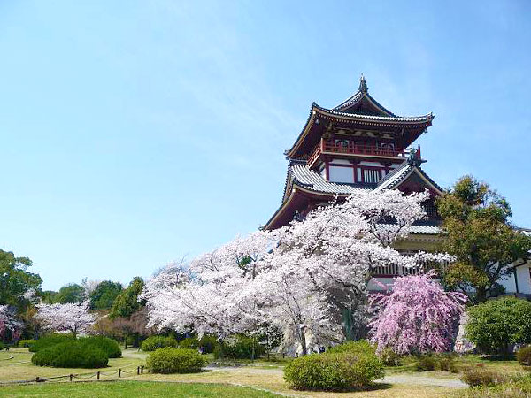 【伏見桃山】FSM49が、乃木坂から秋葉をご案内☆桜に華やぐ伏見桃山城へ～ハートがドキドキ乃木坂100‰！“桃山”なのに桜の名所！？秋葉天狗がやってきた～