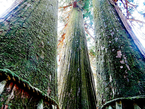 【花脊】高さ日本一、天空を突く三本杉！巨樹生い茂る桂川源流の天然林へ～圧倒的な大自然！花脊の山里、咲き誇る山桜から樹齢1200年の御神木まで～