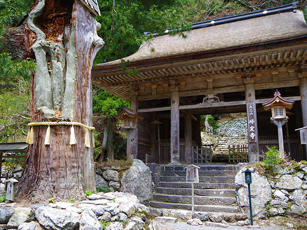 【花脊】高さ日本一、奇跡の三本杉！日本最古の懸造・峰定寺、貸切バスツアー～圧倒的な大自然！桂川の源流、秘境の観音霊場、樹齢1200年の三本杉まで～