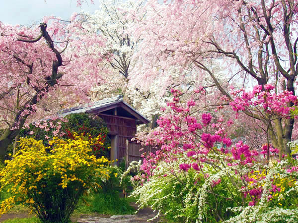 【仁和寺・原谷苑】桜のシャワー降り注ぐ原谷苑と、御室桜の雲海・仁和寺へ～溺れるほど枝垂れ桜の大洪水、京都屈指の遅咲き桜めぐり～