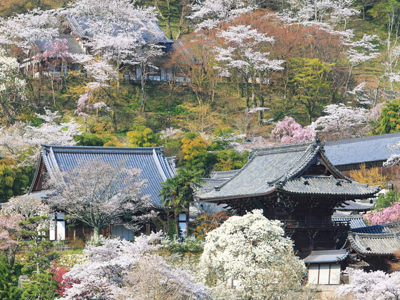 【長谷寺・室生寺】森の案内人といく美しき山寺、京都が憧れた奈良の古刹～清らかな川と神棲まう森、石楠花が包む伽藍、天空に繁る御寺へ～