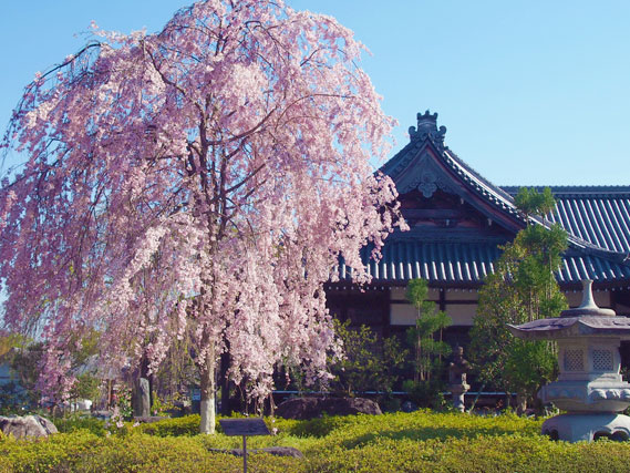 【岩倉】京都最大級の山桜に会いにいこう！洛北・穴場の桜めぐり～比叡を仰ぐ「雪の庭」、安珍清姫・情念の鐘、妙満寺から幡枝八幡宮まで～
