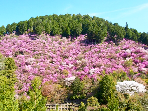 【神護寺】山肌を鮮やかに染める三葉ツツジの大群落、桜に華やぐ春の神護寺へ～迫力の密教仏、空海が暮らした山岳寺院、吉村とっておき苔の道～