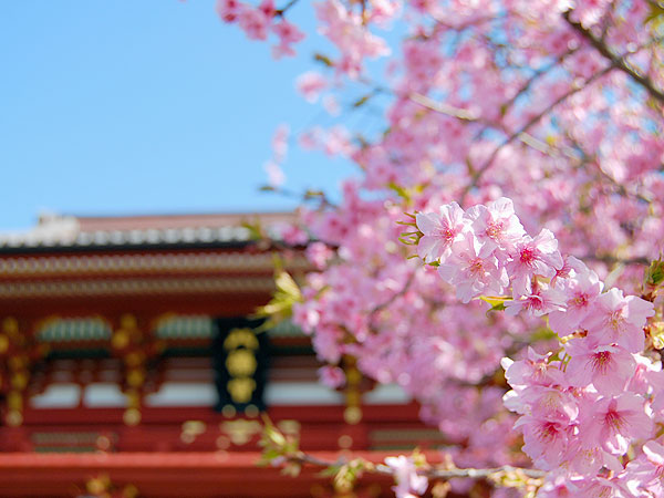 【鎌倉】庭師といく鎌倉幕府の中枢、桜に華やぐ鶴岡八幡宮から瑞泉寺まで～夢窓国師・鎌倉石の岩盤をくり抜いた圧巻の庭園、800年前のまちづくり～