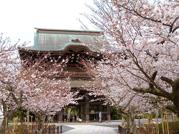 【北鎌倉】庭師といく桜の鎌倉・古寺巡礼、谷戸地形が生んだ仏の空間～円覚寺・浄智寺・建長寺、壮麗な禅宗伽藍と庭園、鎌倉時代から生きる禅の巨木～