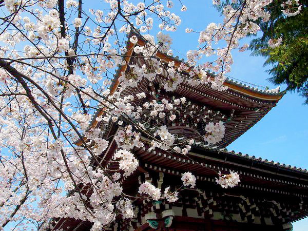 【上京】天皇も愛でた一面の糸桜、格式高き4ヶ寺をめぐる～姫君が暮らした宝鏡寺「春の人形展」から、京都御苑・近衛邸跡まで～