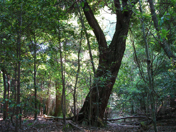 【春日山原始林】巨樹が天を突く神の山へ！森の案内人と春日詣、千古の森をいく～原始のままの圧倒的な大自然、春日大社から樹齢千年を越える大楠まで～