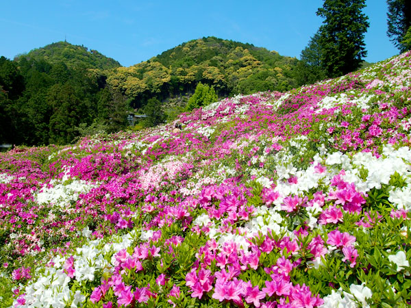 【三室戸寺】見渡す限りつつじ色、圧巻の花景色が広がるツツジ寺へ～王朝貴族たちが愛した別荘地、三室戸寺から宇治上神社まで～