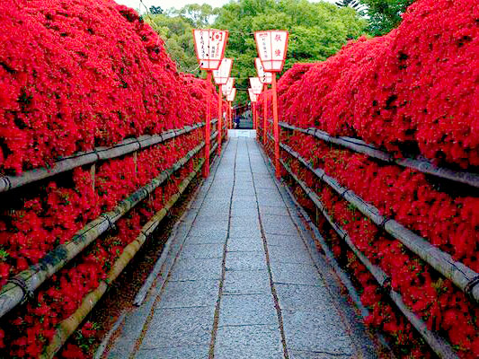 【長岡天満宮】迫り来る圧巻の霧島ツツジ！美しい竹林が続く竹の子の里へ～参道が真っ赤に染まる長岡天満宮、朝堀り筍の軒売り、迫力の金剛力士まで～