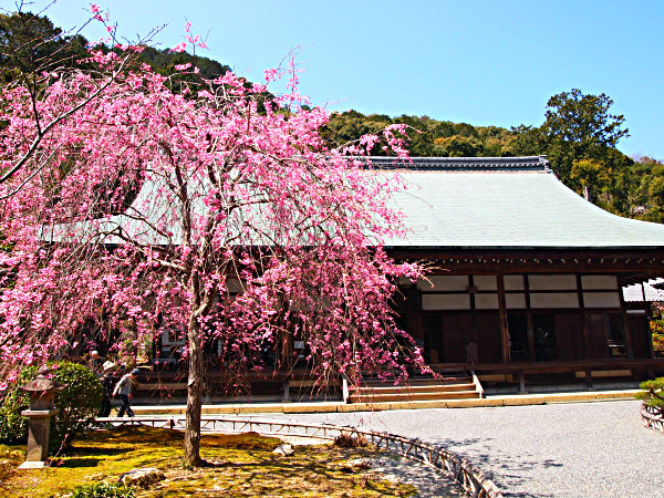 【清凉寺・二尊院】嵯峨釈迦堂の特別公開から奥嵯峨へ、遅咲き桜の古寺巡り～双子のような仏様！？お釈迦様の内蔵！経蔵をぐるぐる回してみよう～