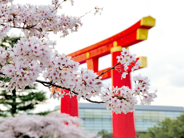 【岡崎】桜に包まれる南禅寺界隈、岡崎女子とLet’s桜たび～圧巻の枝垂れ桜が続く別荘街、疏水・桜の回廊、秘密のマイベスト桜～