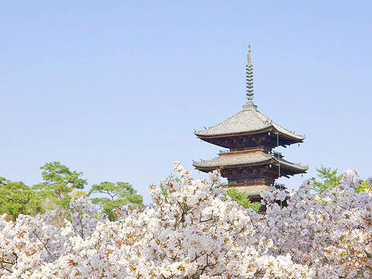 【仁和寺】庭師とLet’sお花見！桜の雲海に包まれる旧御室御所へ～白砂の南庭、池泉式の北庭、京都の桜のフィナーレ御室桜～