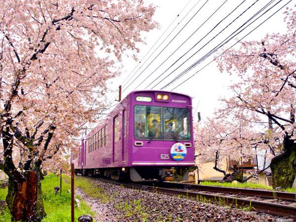 【嵐電】春の嵐電、ぶらり途中下車の旅～レトロな駅舎、桜のトンネル、京都唯一の路面電車～