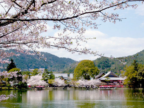 【嵯峨野】山桜が彩る大覚寺と、日本中の名桜が咲く佐野藤右衛門邸へ～春らんまん、のどかな田園に咲き誇る桜をたずねて～