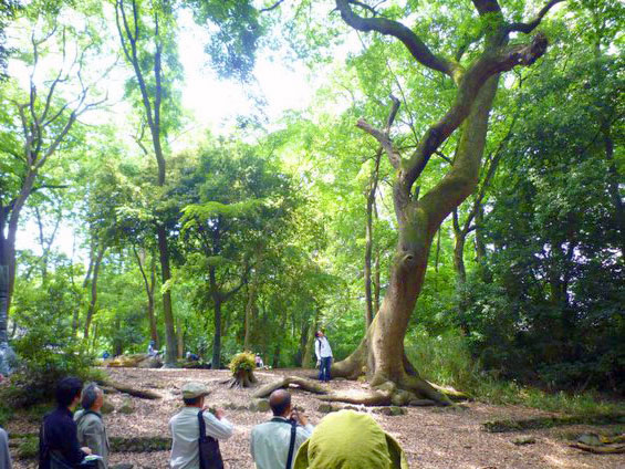 【下鴨神社】森の案内人と訪ねる奇跡の原生林、新緑きらめく糺の森へ ～太古より続く聖域、川が織り成す森と信仰の関わり～