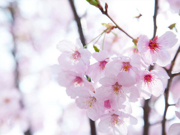 【植物園】名誉園長・松谷さんと、桜花爛漫の京都府立植物園を満喫☆ ～入園者数日本一！植物園を支える舞台裏と、愛しき春の植物たち～