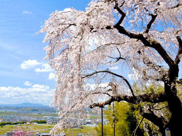 【玉水】Let’s桜ピクニック☆圧巻の桜トンネルと山吹が覆い尽くす玉川へ～樹齢300年の枝垂れ桜、椿坂から地蔵禅院、春の田園が広がる万葉貴族の里～