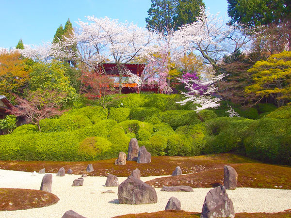 【東福寺】吉村とっておきの隠れ桜、虹の苔寺・重森三玲の芸術庭園へ～壮観を極めた大伽藍、桜のトンネルが続く秘密のさんぽ道～