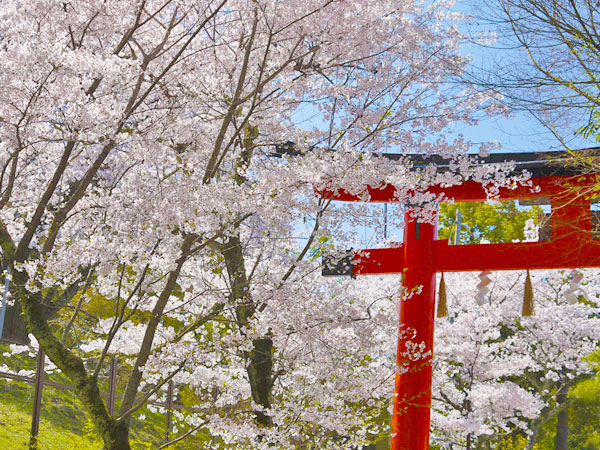 【宇治】桜の女神を祀るまち、宇治・しだれ桜尽くし～恵心院の三春滝桜、水面を彩る宇治川しだれ、縣神社・木の花桜まで～