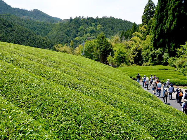 【宇治田原】茶商といく「緑茶の故郷」、新茶薫り立つお茶尽くしツアー～絶景茶畑でお茶会＆茶摘み体験、茶農家の郷土料理から茶工場探検まで～