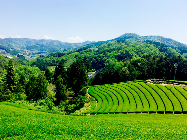 【和束】日本で最も美しい村、新茶薫り立つ茶源郷をめぐる～摘みたて新茶の飲み比べ、地元主婦のお茶尽くし弁当、見渡せば圧巻の茶畑～