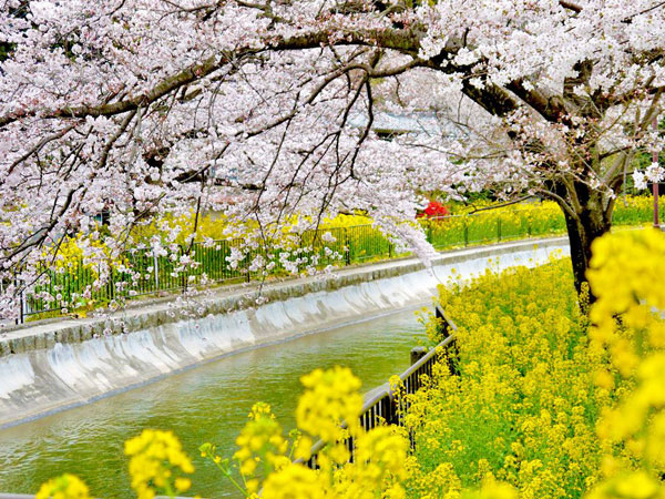 【山科疏水】疏水・桜の散歩道、明治のロマンを見る～一大国家プロジェクト！京都と琵琶湖を結ぶ舟の道～
