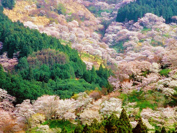 【吉野千本桜】森ガイドといく日本一の桜の名所、吉野山へ～山を染め上げる3万本の桜、下千本から金峯山寺蔵王堂、奥千本まで～