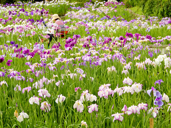 【京都府立植物園】 森の案内人と巡る、初夏の花咲き競う日本一の植物園～紫陽花、桔梗、花菖蒲…まさに百花繚乱、日本列島の植物が大集結！～