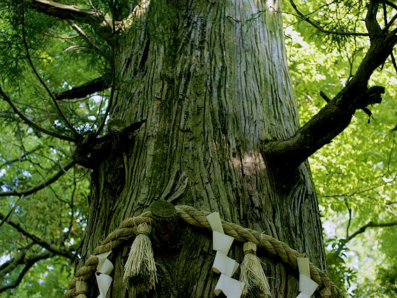 【高尾山】森の案内人と新緑トレッキング！樹齢700歳の巨樹連なる天狗信仰の霊山～みんな大好き高尾山☆温帯と暖帯の境目！？原始の姿が広がる奇跡の森をいく～