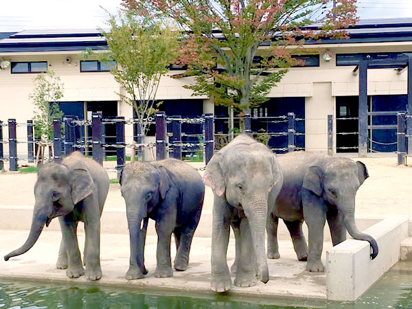 【動物園】庭師園長と大人の動物園探検ツアー☆動物＆植物をマニアックにご案内～子ゾウに興奮！ゴリラに感動！植物にまでこだわった、新生・京都市動物園へ～