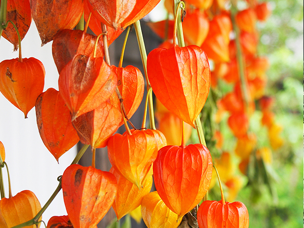 【深大寺】国分寺崖線に抱かれた東京屈指の古刹、森の案内人と水源を祀る霊場へ～夏の風物詩・鬼燈まつりで賑わう深大寺、ハケの湧き水満ちる武蔵野の原風景～