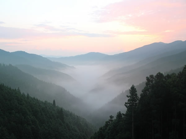 【高野山】空海が開いた天空の宗教都市、森の案内人と宿坊お泊まりツアー！～金剛峯寺・壇上伽藍、夜の奥之院めぐり、神宿す巨樹の森と真言密教の世界～