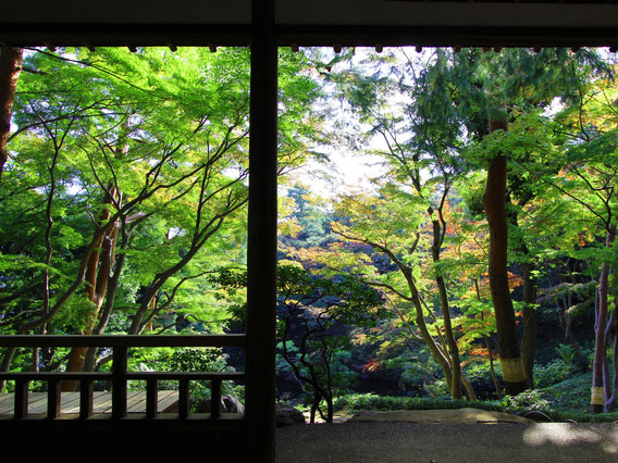【国分寺】崖線とハケの湧き水が生んだ別荘地、庭師とめぐる殿ヶ谷戸庭園～野川の源流から武蔵国分寺、万葉植物園、武蔵野に宿る潜在植生を訪ねて～